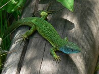 Ještěrka zelená (Lacerta viridis).