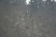 Kormoráni na stromech