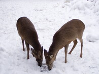 Srnci v zimě