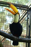 Tukan obrovský