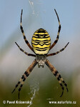 Křižák pruhovaný (Argiope Bruennichi).