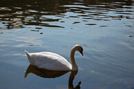 Labuť velká (cygnus olor).