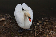 Labuť velká (cygnus olor).