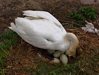 Labuť velká (Cygnus olor).
