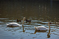 Labuť velká (cygnus olor).