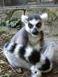 Lemur kata.