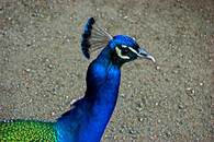 Páv korunkatý (Pavo cristatus).