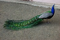 Páv korunkatý (Pavo cristatus).