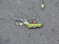 Přejetá ještěrka