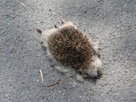 Přejetý ježek