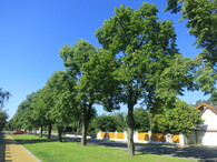 lipová alej Hany Benešová