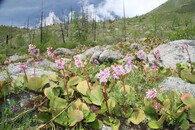 Požářiště na Altaji