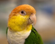 Amazónek bělobřichý