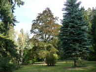 arboretum Americká zahrada