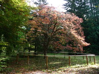 arboretum Americká zahrada