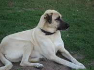 Anatolský pastevecký pes