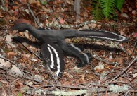 Anchiornis huxleyi