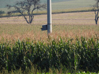 Nevhodně pověšená cizí budka pro sýčka