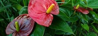 Anthurium andreanum