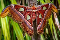 Atlas velký (Attacus atlas)