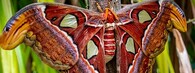 Atlas velký (Attacus atlas)