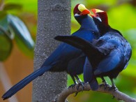 Banánovec obecný, neboli turako fialový