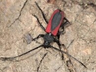 Tesařík broskvoňový