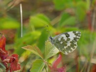 bělásek rezedkový