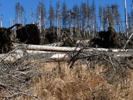 Šumava - Bezzásahová Ždanidla