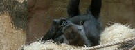 Gorila Bikira v pražské zoo