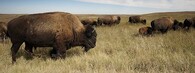 Bizoni