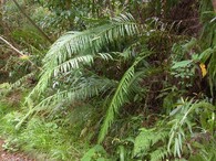 Blechnum orientale