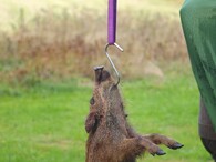 ulovené divoké prase