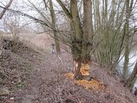 vrba okousaná bobrem evropským Přerov