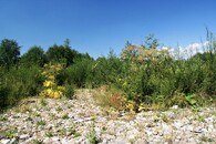 bolševník velkolepý