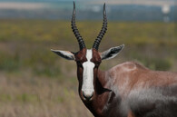 Buvolec pestrý známý pod pojmenováním bontebok 