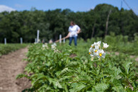 pěstování brambor