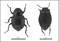 Zástupci drobných vodních brouků rodu Georissus a Bidessus