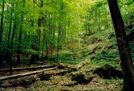 PR Broumovská bučina v CHKO Český les