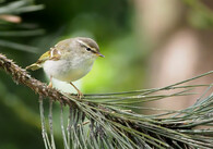 budníček pruhohlavý