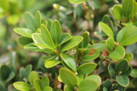 Housenka Zavíječe zimostrázového