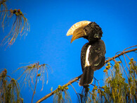 Zoborožec šedolící