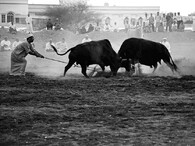 býčí zápas, Mabellah, Omán