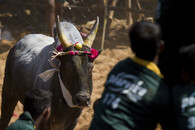 býčí zápas jalli kattu džallikattu