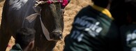 býčí zápas jalli kattu džallikattu