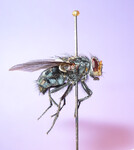 bzučivka rodu Calliphora