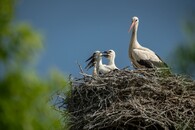 Čápi na hnízdě v Příchovicích