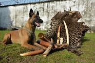 Fena belgického ovčáka Cama