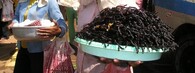 Smažené tarantule v Kambodži