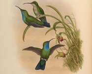 Kresba kolibříka tyrkysového